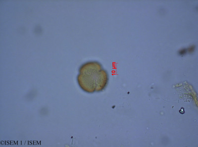 ISEM 1/Ranunculus_flammula_27583/Ranunculus_flammula_27583_0001(copy)_thumb.jpg